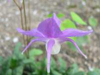 /album/fotogalerie-nabidka/epimedium-macrosepalum-jpg/